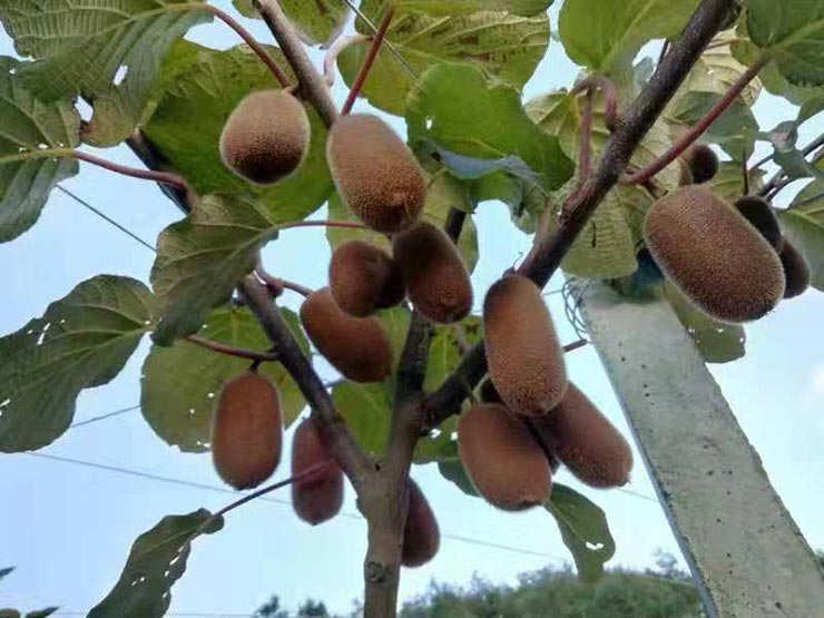 EVO厅·(中国区)视讯官网