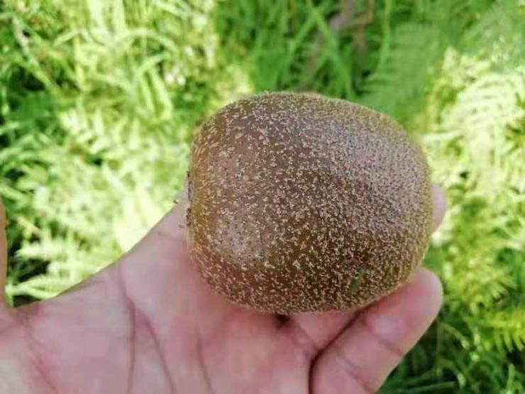 EVO厅·(中国区)视讯官网